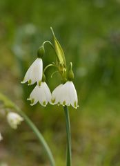 Leucojum aestivum aestivum