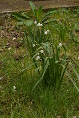 Leucojum aestivum aestivum