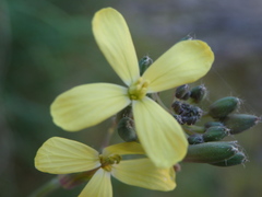 Coincya monensis cheiranthos