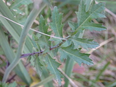 Coincya monensis cheiranthos