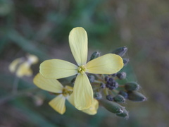 Coincya monensis cheiranthos