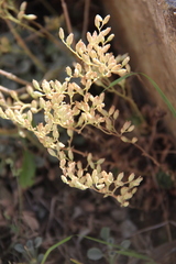 Rosularia sempervivum