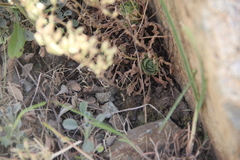 Rosularia sempervivum