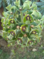 Euphorbia characias
