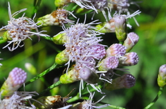 Chromolaena laevigata