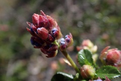 Ceanothus foliosus vineatus