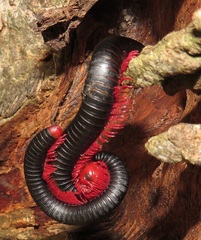 Orthoporoides