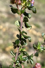 Ceanothus foliosus vineatus