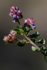 Ceanothus foliosus vineatus