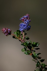 Ceanothus foliosus vineatus