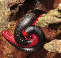 Orthoporoides