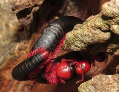 Orthoporoides