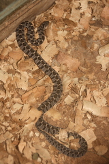 Dasypeltis parascabra