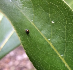 Serangium maculigerum