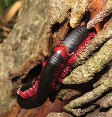 Orthoporoides