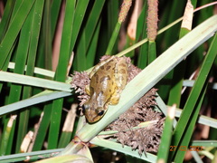 Scinax x-signatus