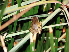 Scinax x-signatus