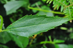 Chromolaena laevigata