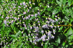 Chromolaena laevigata