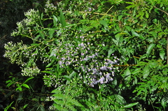 Chromolaena laevigata