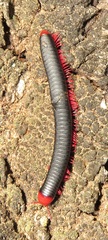 Orthoporoides