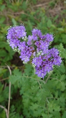 Phacelia congesta