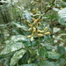 Trichilia catigua - Photo (c) Patricio Cowper Coles,  זכויות יוצרים חלקיות (CC BY), uploaded by Patricio Cowper Coles