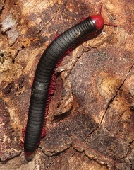 Orthoporoides