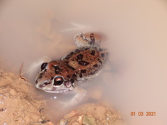 Leptodactylus troglodytes