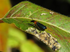 Calleida punctata