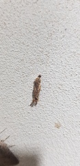 Phereoeca uterella