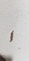Phereoeca uterella