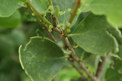 Maytenus vitis-idaea