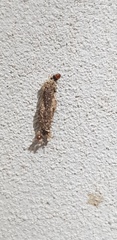 Phereoeca uterella