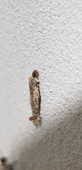 Phereoeca uterella