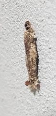 Phereoeca uterella