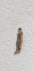 Phereoeca uterella