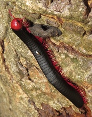 Orthoporoides