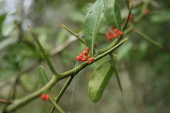 Castela coccinea