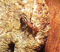 Atopomyrmex mocquerysi