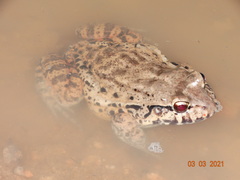 Leptodactylus vastus