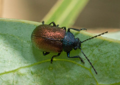 Freudeita cupripennis