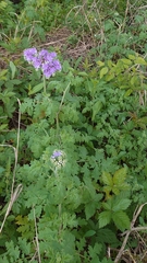 Phacelia congesta