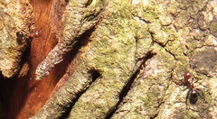 Atopomyrmex mocquerysi