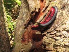 Orthoporoides