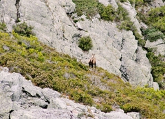 Rupicapra pyrenaica parva