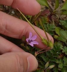 Erodium cicutarium