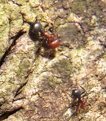 Atopomyrmex mocquerysi