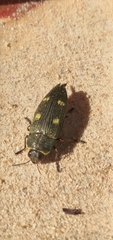 Baudonisia villosiventris