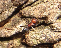 Atopomyrmex mocquerysi